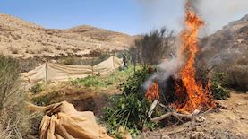 הסמים הושמדו בשטח, צילום: דוברות המשטרה